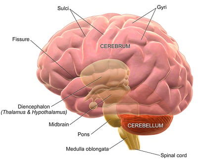 The 3 Major Parts of the Brain and What They Do