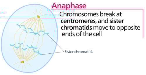 how to write a newspaper article about mitosis Body-Anaphase