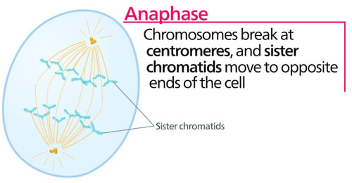 Body-Anaphase