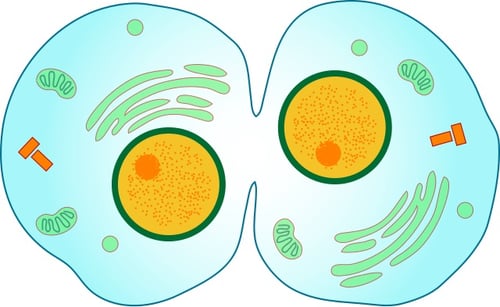 Body-cytokenisis