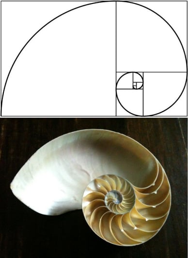 Body_golden_ratio.jpg Body_golden_ratio.jpg