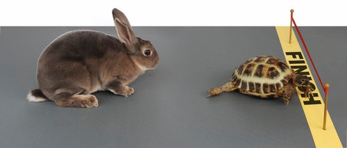 Body_hare_and_tortoise-1.jpg