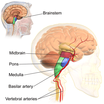 Brain Stem- All Diagram Wiki BruceBlaus