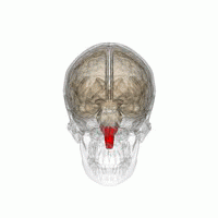 Brain Stem- Medulla Oblongata- Wiki LSDB