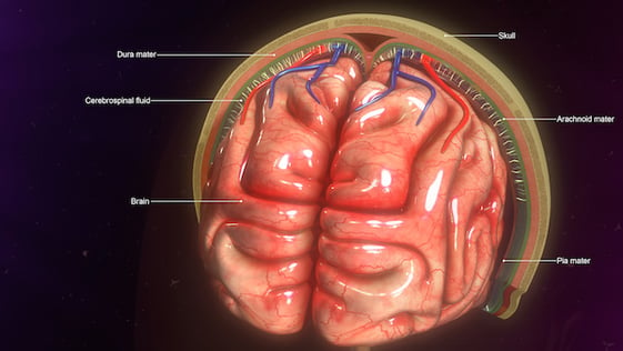 Everything Else- Meninges