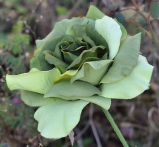 Green_Rose_Uetersen_2012_02.jpg