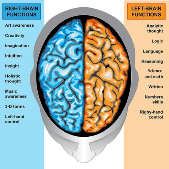 The 3 Major Parts of the Brain and What They Do