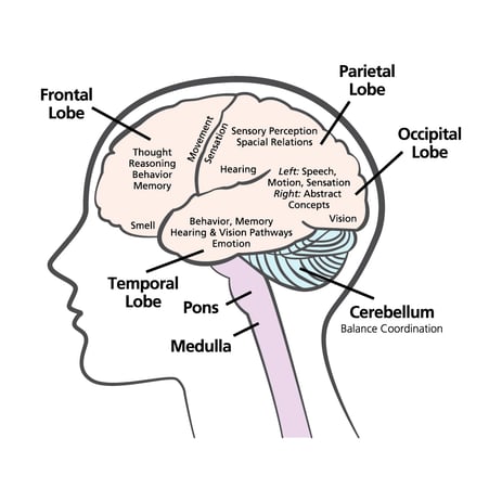 what are the parts of the brain and their function