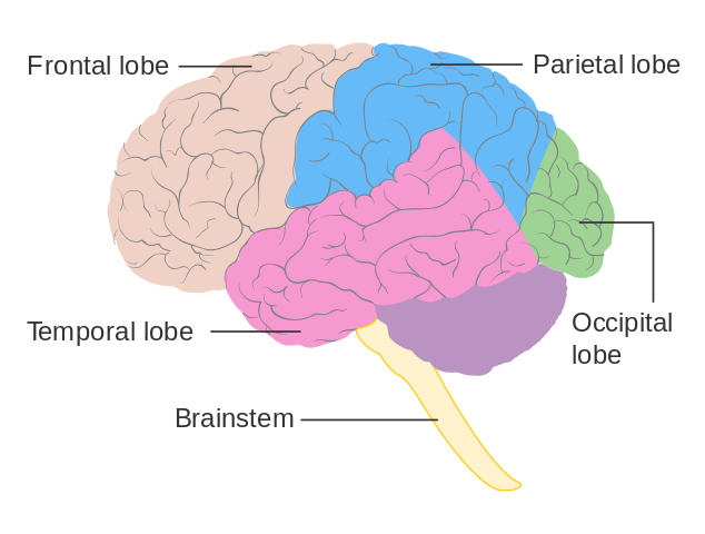 The 3 Major Parts of the Brain and What They Do · PrepScholar