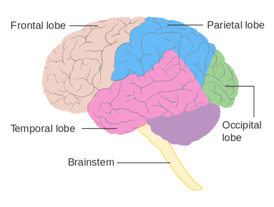 The 3 Major Parts of the Brain and What They Do