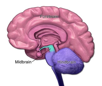 Mid, Fore & Hindbrain- BruceBlaus- Edited