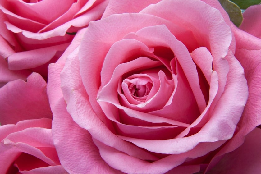 11 Rose Color Meanings to Help You Pick the Perfect Bouquet