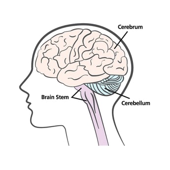 Parts of Brain Diagram- 3 parts