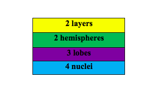 Table- Cerebellum Structure Eqtn