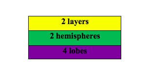 Table- cerebrum structure Eqtn