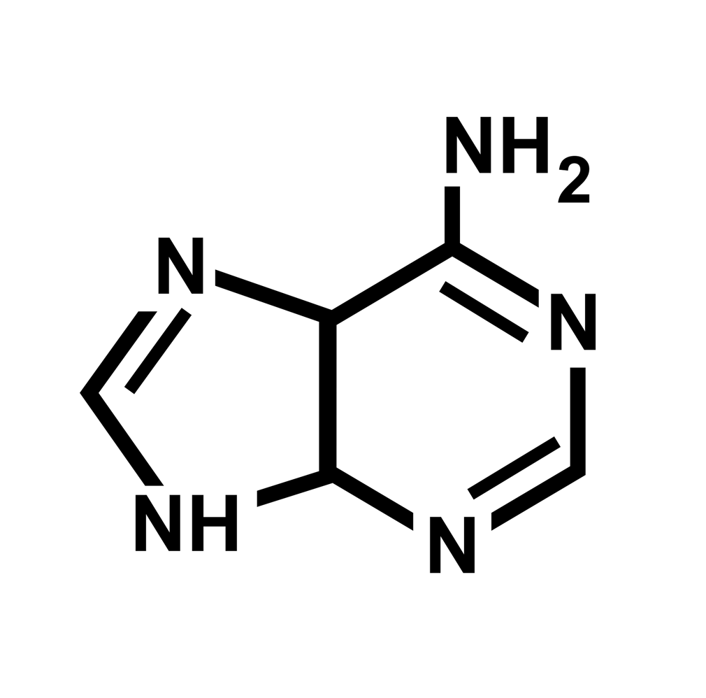 What Is a Nucleotide? Definition, Structure, and Function · PrepScholar