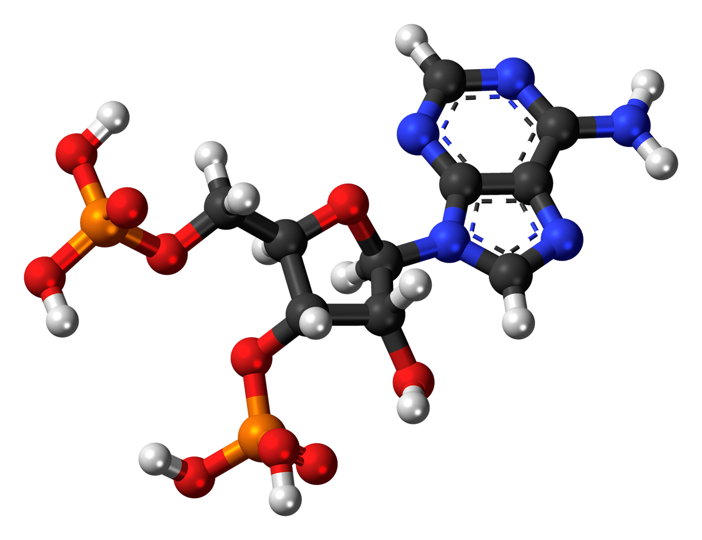 What Is A Nucleotide Definition Structure And Function · Prepscholar