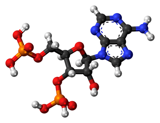 adenosine-biphosphate-872312_1920