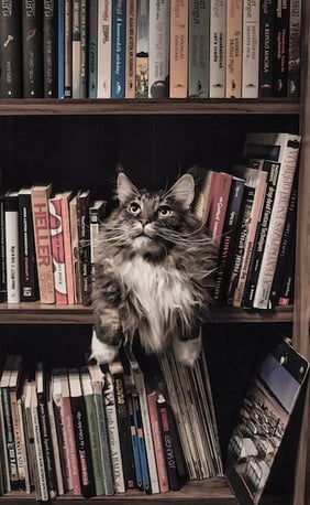 animal-bookcase-books-156321