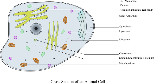 What Is a Vacuole? Understanding the 4 Main Functions