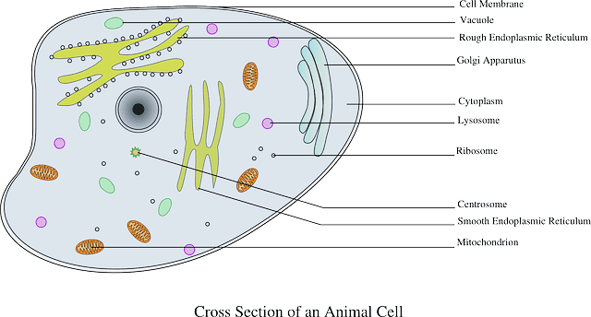 What Is A Vacuole Understanding The 4 Main Functions