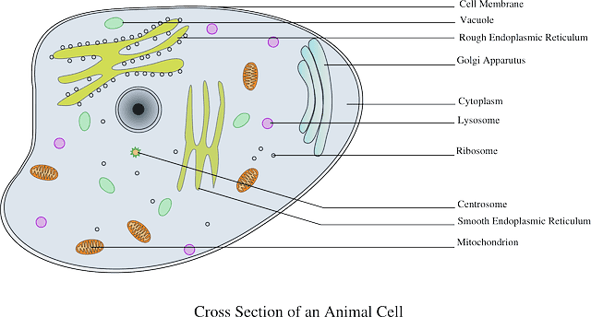 animalcell