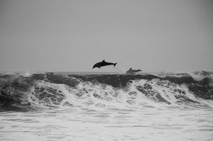 literature objective questions and answers animals-731327_640.jpg