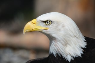 bald-eagle-140793_1920.jpg bald-eagle-140793_1920.jpg