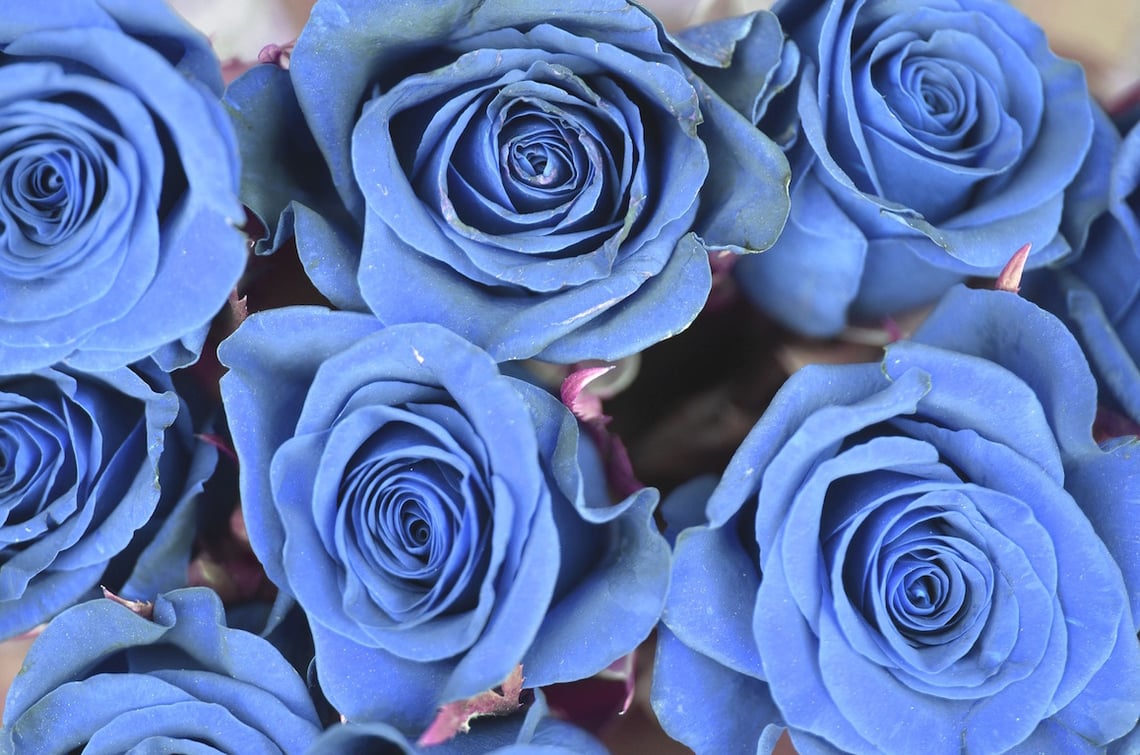 11 Rose Color Meanings to Help You Pick the Perfect Bouquet