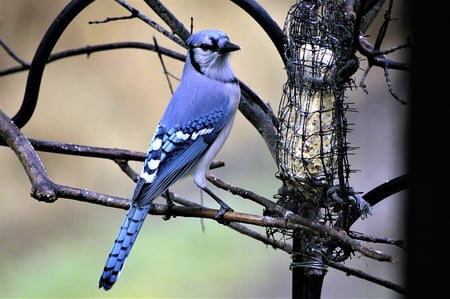 write down hypothesis body-bird-feeder