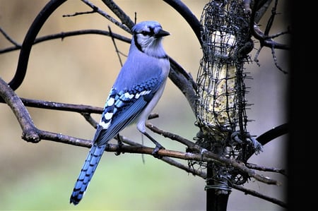 body-bird-feeder