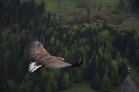 body-birds-eye-eagle-flying-cc0