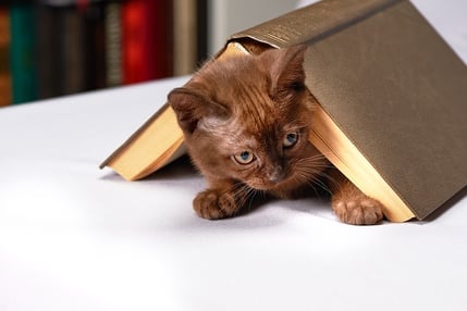 body-cat-book-study-cc0-pixabay