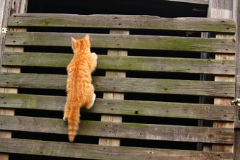 body-climbing-cat-cc0-pixabay