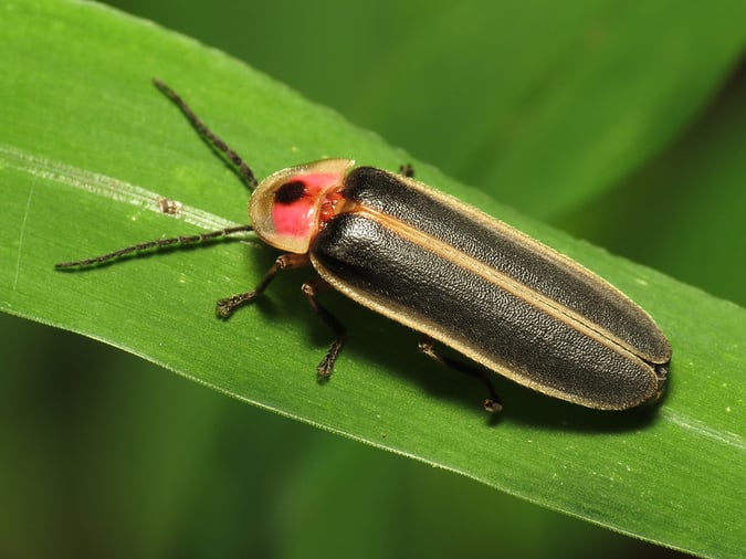 What Are Lightning Bugs? Are They Different From Fireflies?