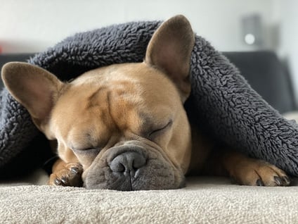 body-dog-sleep-cc0-pixabay