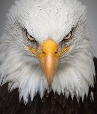 dbq example essay body-eagle-cc0-pixabay