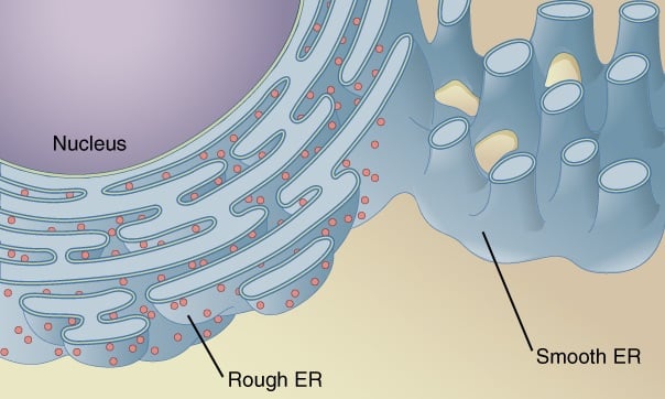 Smooth Endoplasmic Reticulum - an overview | ScienceDirect Topics