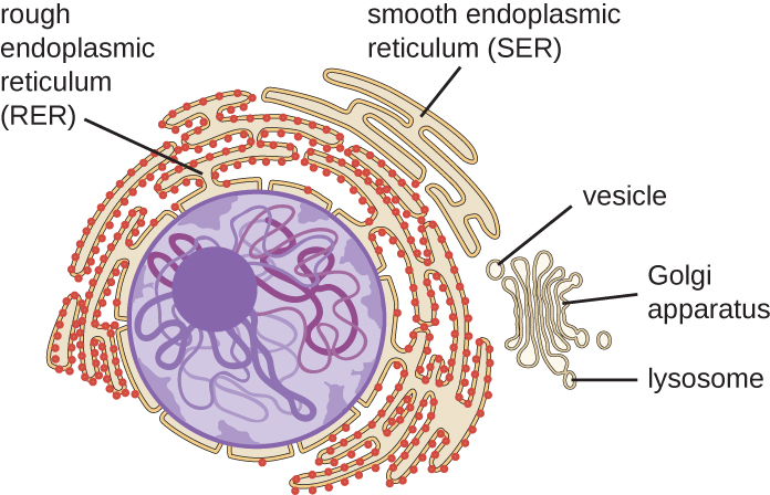 Lesson Explainer: Eukaryotic Cell Structure | Nagwa