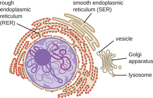 endoplasmic reticulum diagram in a cell