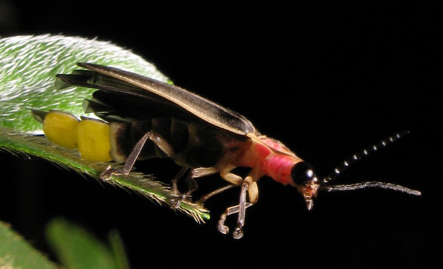 What Are Lightning Bugs? Are They Different From Fireflies?