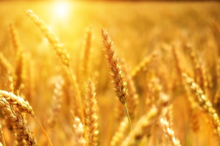 body-field-of-wheat