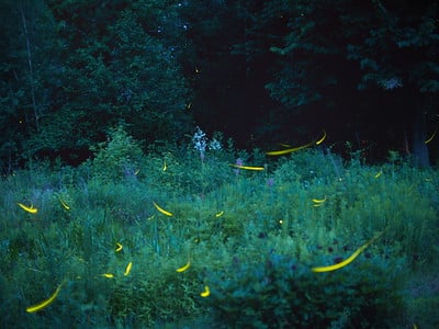 body-fireflies-lightning-bugs-night