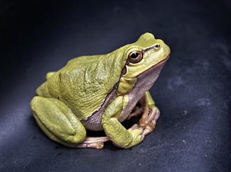 essay for application to university body-frog-cc0