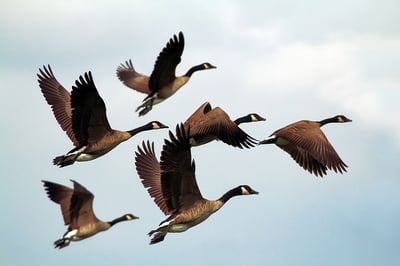 body-geese-birds-cc0-free-pixabay
