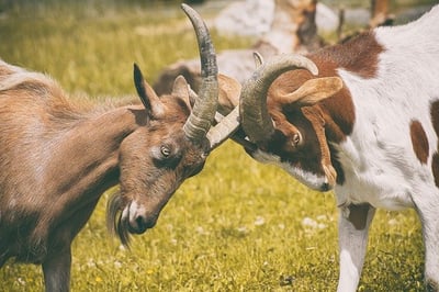 body-goats-butt-heads-fight-argue