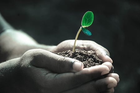 body-hands-holding-plant