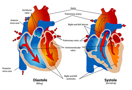 body-heart-labels-medicine-cc0