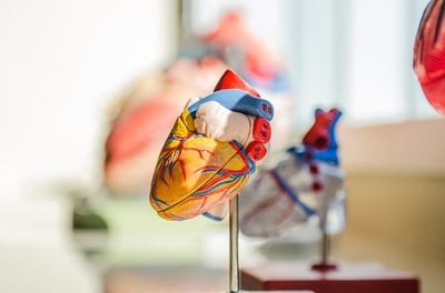 body-heart-medical-school-cc0