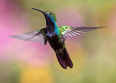 body-hummingbird-cc0